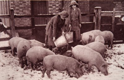 Feeding the pigs, illustration from 